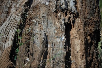 tree bark texture