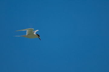 White-fronted tern Sterna striata in flight. Cape Kidnappers Gannet Reserve. North Island. New Zealand.
