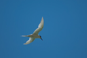 White-fronted tern Sterna striata in flight. Cape Kidnappers Gannet Reserve. North Island. New Zealand.
