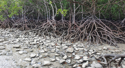 Mangroves growing near the beach