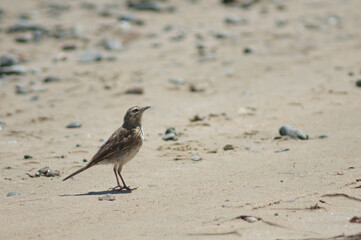 New Zealand pipit Anthus novaeseelandiae. Cape Kidnappers Gannet Reserve. North Island. New Zealand.