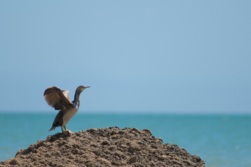 Pied shag Phalacrocorax varius stretching its wings. Cape Kidnappers Gannet Reserve. North Island....