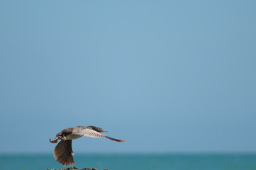 Pied shag Phalacrocorax varius taking flight. Cape Kidnappers Gannet Reserve. North Island. New Zealand.