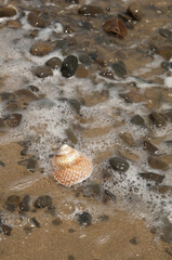 Marine snail on a beach. Cape Kidnappers Gannet Reserve. North Island. New Zealand.
