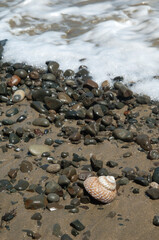 Marine snail on a beach. Cape Kidnappers Gannet Reserve. North Island. New Zealand.
