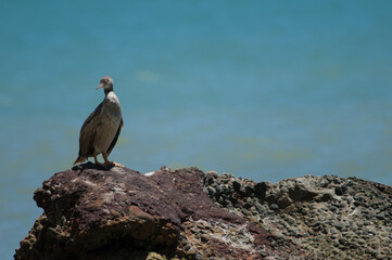 Pied shag Phalacrocorax varius. Cape Kidnappers Gannet Reserve. North Island. New Zealand.