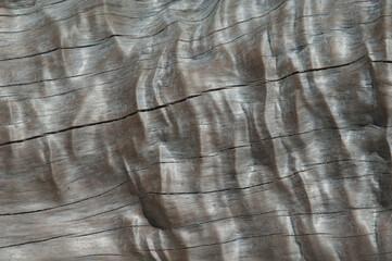 Detail of a dead tree trunk. Cape Kidnappers Gannet Reserve. North Island. New Zealand.