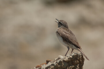 New Zealand pipit Anthus novaeseelandiae singing. Cape Kidnappers Gannet Reserve. North Island. New Zealand.