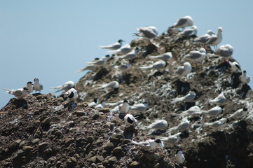 White-fronted terns Sterna striata. Cape Kidnappers Gannet Reserve. North Island. New Zealand.