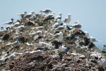 Fototapeta premium White-fronted terns Sterna striata. Cape Kidnappers Gannet Reserve. North Island. New Zealand.