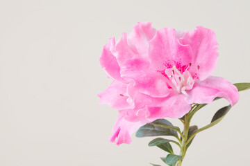pastel pink macro floral background, spring flower copy space