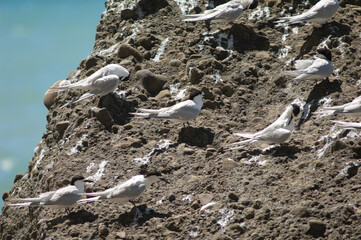 White-fronted terns Sterna striata. Cape Kidnappers Gannet Reserve. North Island. New Zealand.