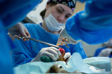 Operation paws dog in a veterinary clinic