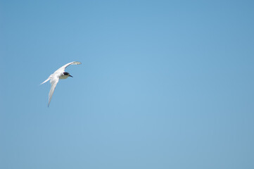 White-fronted tern Sterna striata in flight. Cape Kidnappers Gannet Reserve. North Island. New Zealand.