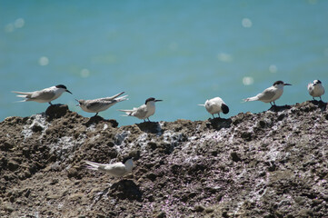 White-fronted terns Sterna striata. Cape Kidnappers Gannet Reserve. North Island. New Zealand.