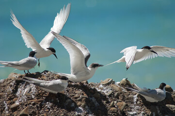 White-fronted terns Sterna striata. Cape Kidnappers Gannet Reserve. North Island. New Zealand.