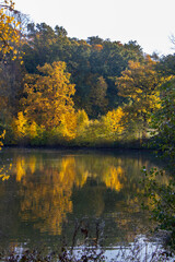 Weiher, See, Herbst, Baum