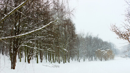 Winter landscape with trees 2.