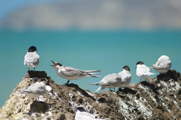 White-fronted terns Sterna striata. Juvenile asking for food. Cape Kidnappers Gannet Reserve. North Island. New Zealand.