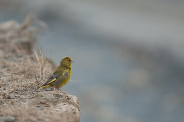 Male European greenfinch Chloris chloris. Clifton. North Island. New Zealand.