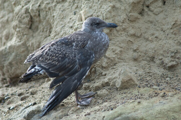 Black-backed gull Larus dominicanus. Juvenile with a broken wing. Cape Kidnappers Gannet Reserve. North Island. New Zealand.