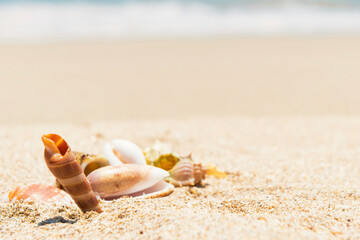 Fototapeta na wymiar Sea shells on sand beach and blue water as summer holiday background
