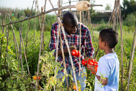 Father and son harvesting tomatoes on plantation. High quality photo