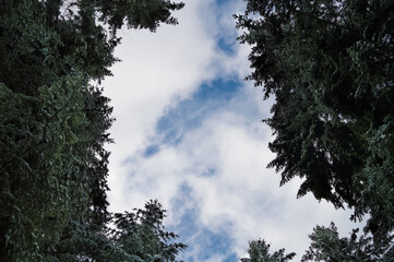 view of snow-covered trees from below and blue sky