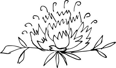 Vector drawing of a peony flower. Peony sketch.