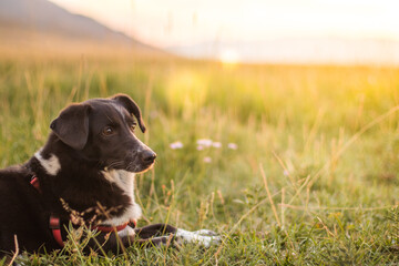 Portrait of a dog at sunset in the field. Black and white dog lies in the meadow