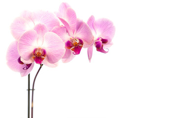 Fototapeta na wymiar Beautiful purple Phalaenopsis orchid flowers, isolated on white background. Moth dendrobium orchid. Multiple blossoms. Flower in bloom. Beautiful details of tropical floral visuals.