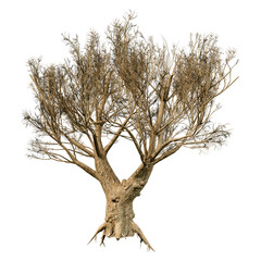 3D Rendering Olive Tree on White
