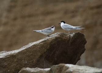 White-fronted terns Sterna striata. Juvenile asking for food. Cape Kidnappers Gannet Reserve. North Island. New Zealand.