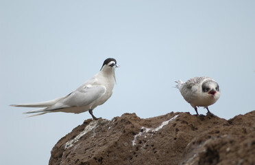 White-fronted terns Sterna striata. Adult with a fish and juvenile. Cape Kidnappers Gannet Reserve. North Island. New Zealand.
