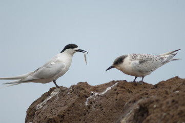 White-fronted terns Sterna striata. Adult with a fish and juvenile. Cape Kidnappers Gannet Reserve. North Island. New Zealand.