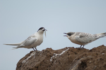 White-fronted terns Sterna striata. Adult with a fish and juvenile asking for food. Cape Kidnappers Gannet Reserve. North Island. New Zealand.