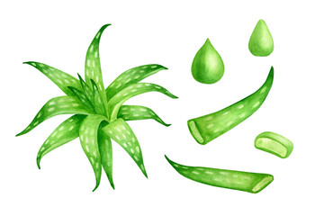 Watercolor aloe vera plant set. Hand painted evergreen succulent herb, aloe juice and oil drops, sliced agave leaves isolated on white background. Botanical illustration for cosmetic, package, design.