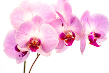 Obraz na płótnie Canvas Beautiful purple Phalaenopsis orchid flowers, isolated on white background. Moth dendrobium orchid. Multiple blossoms. Flower in bloom. Beautiful details of tropical floral visuals.