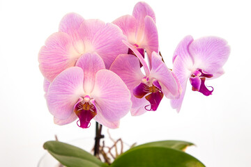 Fototapeta na wymiar Beautiful purple Phalaenopsis orchid flowers, isolated on white background. Moth dendrobium orchid. Multiple blossoms. Flower in bloom. Beautiful details of tropical floral visuals.