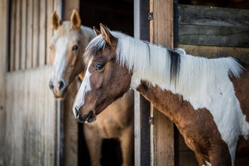 Fototapeta premium horses in stable
