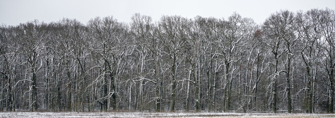 Bare snowy trees in winter