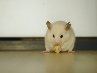 White Hamster holds and eats fresh salad