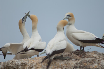 Australasian gannets Morus serrator. Pairs fencing and courting. Black Reef Gannet Colony. Cape Kidnappers Gannet Reserve. North Island. New Zealand.