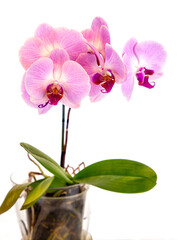 Beautiful purple Phalaenopsis orchid flowers, isolated on white background. Moth dendrobium orchid....