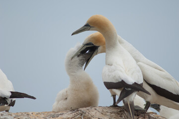 Australasian gannets Morus serrator. Adult feeding chick. Black Reef Gannet Colony. Cape Kidnappers Gannet Reserve. North Island. New Zealand.