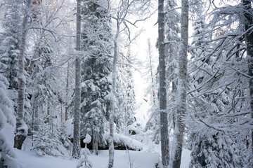 Pine and spruce trees in the snow in the national park.