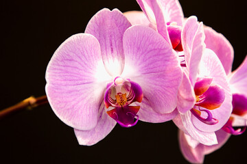 Obraz na płótnie Canvas Beautiful purple Phalaenopsis orchid flowers, isolated on black background. Moth dendrobium orchid. Multiple blossoms. Flower in bloom. Beautiful details of tropical floral visuals.
