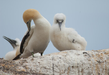 Fototapeta premium Australasian gannets Morus serrator. Adult with chick at nest. Black Reef Gannet Colony. Cape Kidnappers Gannet Reserve. North Island. New Zealand.