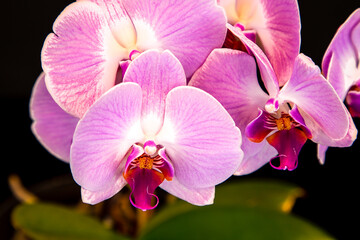 Naklejka na ściany i meble Beautiful purple Phalaenopsis orchid flowers, isolated on black background. Moth dendrobium orchid. Multiple blossoms. Flower in bloom. Beautiful details of tropical floral visuals.
