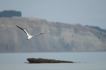 Australasian gannet Morus serrator flying away. Cape Kidnappers Gannet Reserve. North Island. New Zealand.